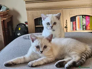 British Shorthair cats MUST GO READY NOW GCCF Registered Kittens For Sale - Advert 1