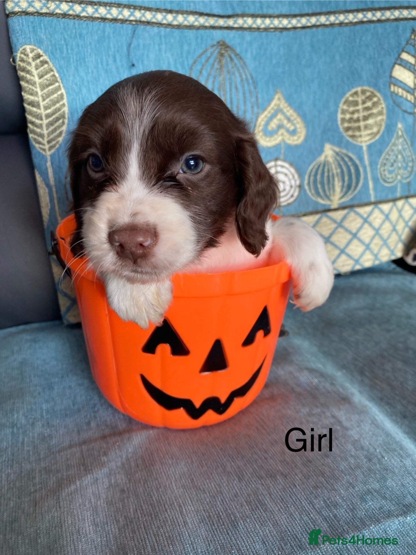 Cocker Spaniel dogs Beautiful cocker spaniel puppies  - Advert 8