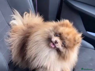 Pomeranian dogs in Willenhall - Advert 10