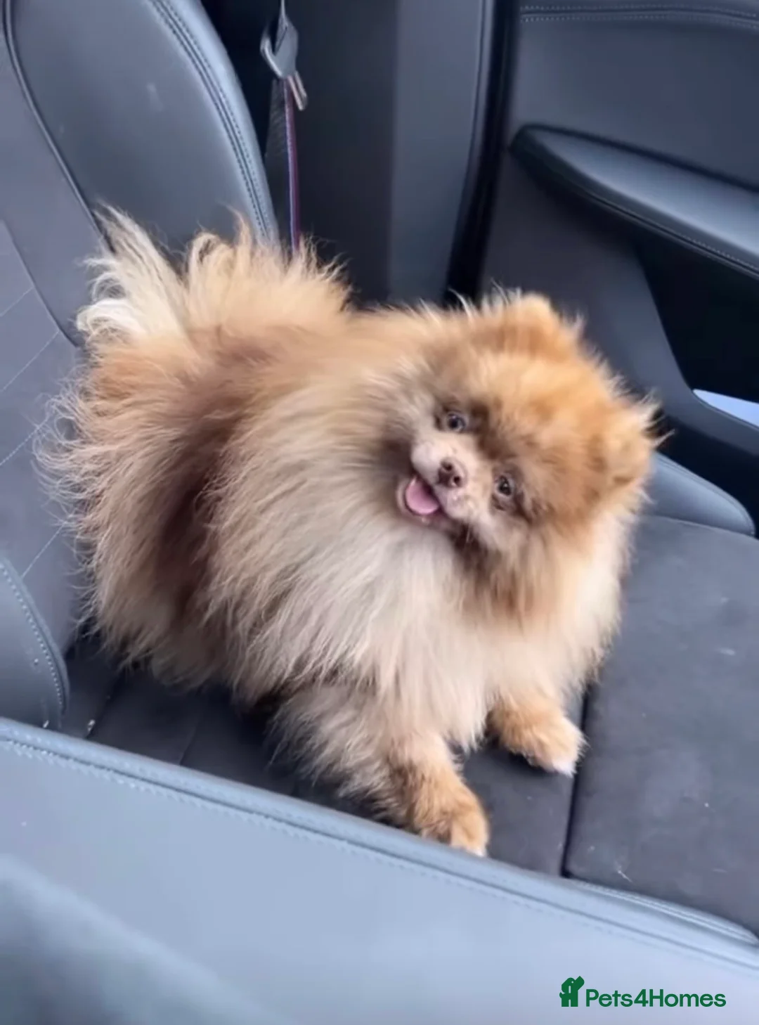 Pomeranian dogs for stud: Willy wonka chocolate merle 2 blue eyes  - Advert 1