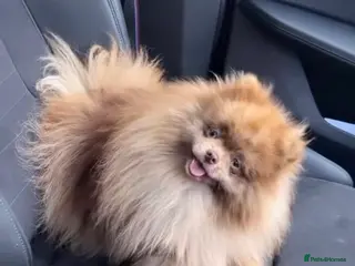 Pomeranian dogs Willy wonka chocolate merle 2 blue eyes - Advert 4