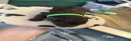 Cockapoo dogs for sale: 🤎 Premium Chocolate Cockapoo 🤎 in Worcester - Advert 14