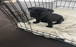 Staffordshire Bull Terrier dogs for sale: LAST ONE🥇VALGLO BLOODLINE SHORT STOCKY STAFFS 🏆 - Image 3