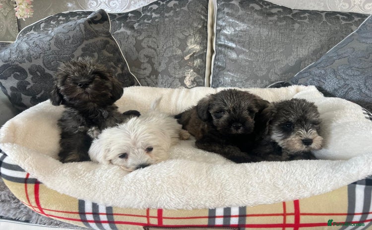 Mixed Breed dogs - Advert 4