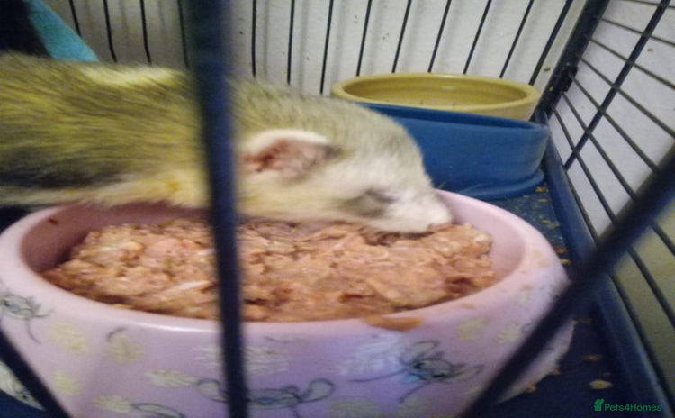 Ferret rodents - Advert 2