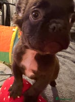 French Bulldog dogs Kc fully vaccinated 2 fluffy boys left - Advert 9