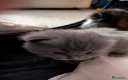 Ragdoll cats for sale: Beautiful ⅞ ragdoll kitten DNA tested clean - Image 5