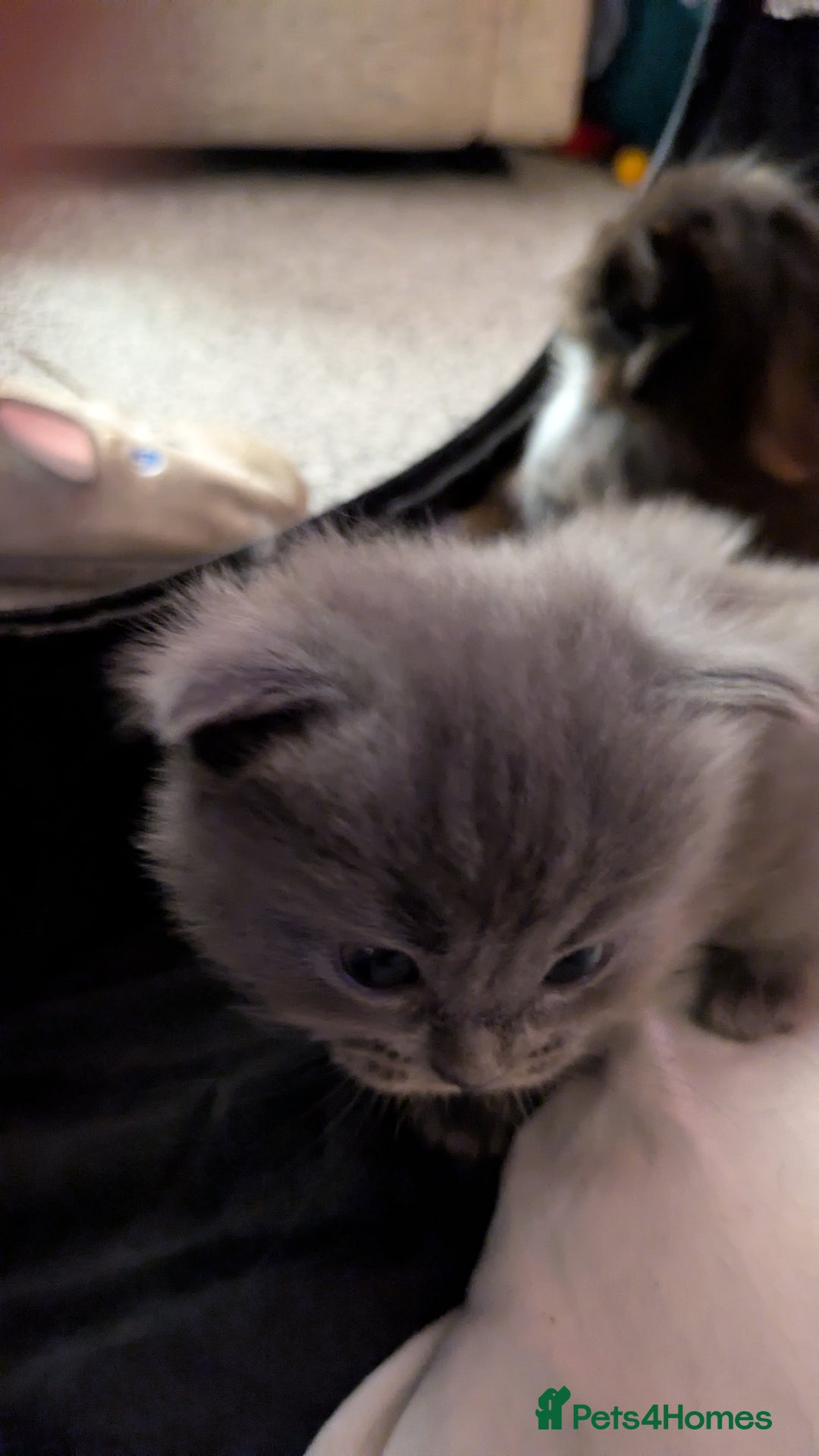 Ragdoll cats for sale: Beautiful ⅞ ragdoll kitten DNA tested clean - Image 5