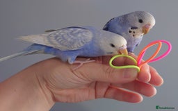 Budgerigars birds for sale: Hand reared silly tame baby budgies  - Image 1