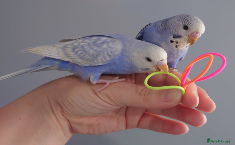 Budgerigars birds - Advert 1