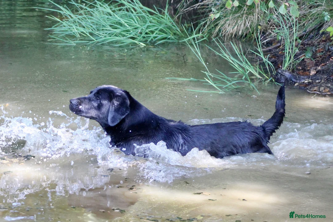 Labrador Retriever dogs for stud: 0/0 Hips and Elbows Black Labrador Stud in Totnes - Advert 15