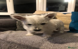West Highland Terrier dogs for sale: Beautiful west highland puppies for sale - Image 18