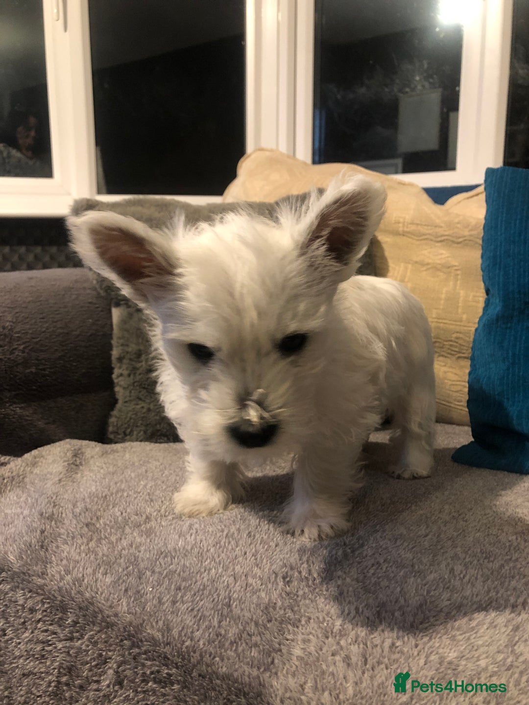 West Highland Terrier dogs for sale: Beautiful west highland puppies for sale - Image 18