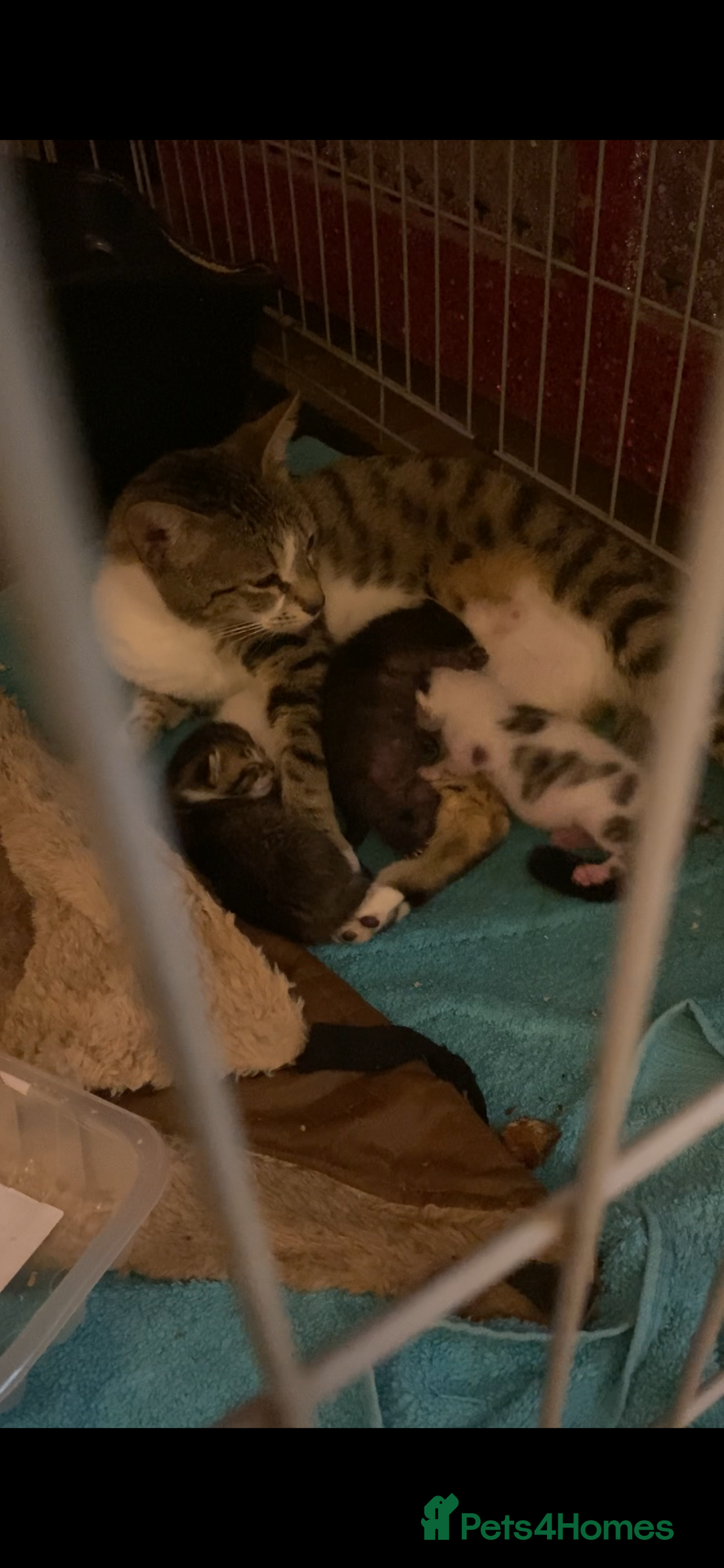 Mixed Breed cats for sale: kittens Bengal x microchipped flea/worm.insured.  - Image 29