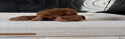 Cavapoo dogs for sale: DNA tested Dark red F1 cavapoo pups  - Advert 13