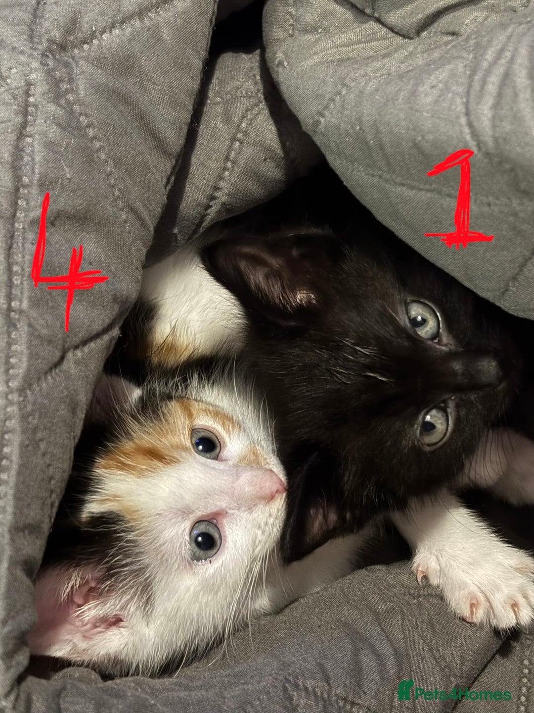 Mixed Breed cats for sale: 8 weeks old Ragdoll cross kittens - Advert 5