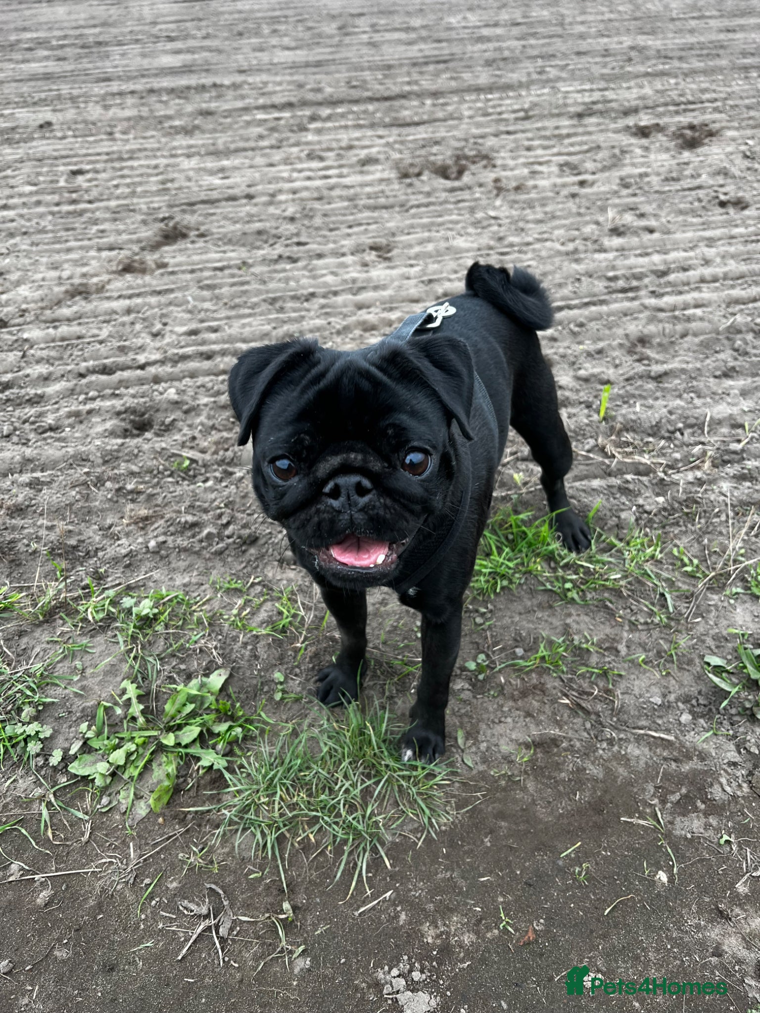 Pug dogs Pug - Dude - Advert 1