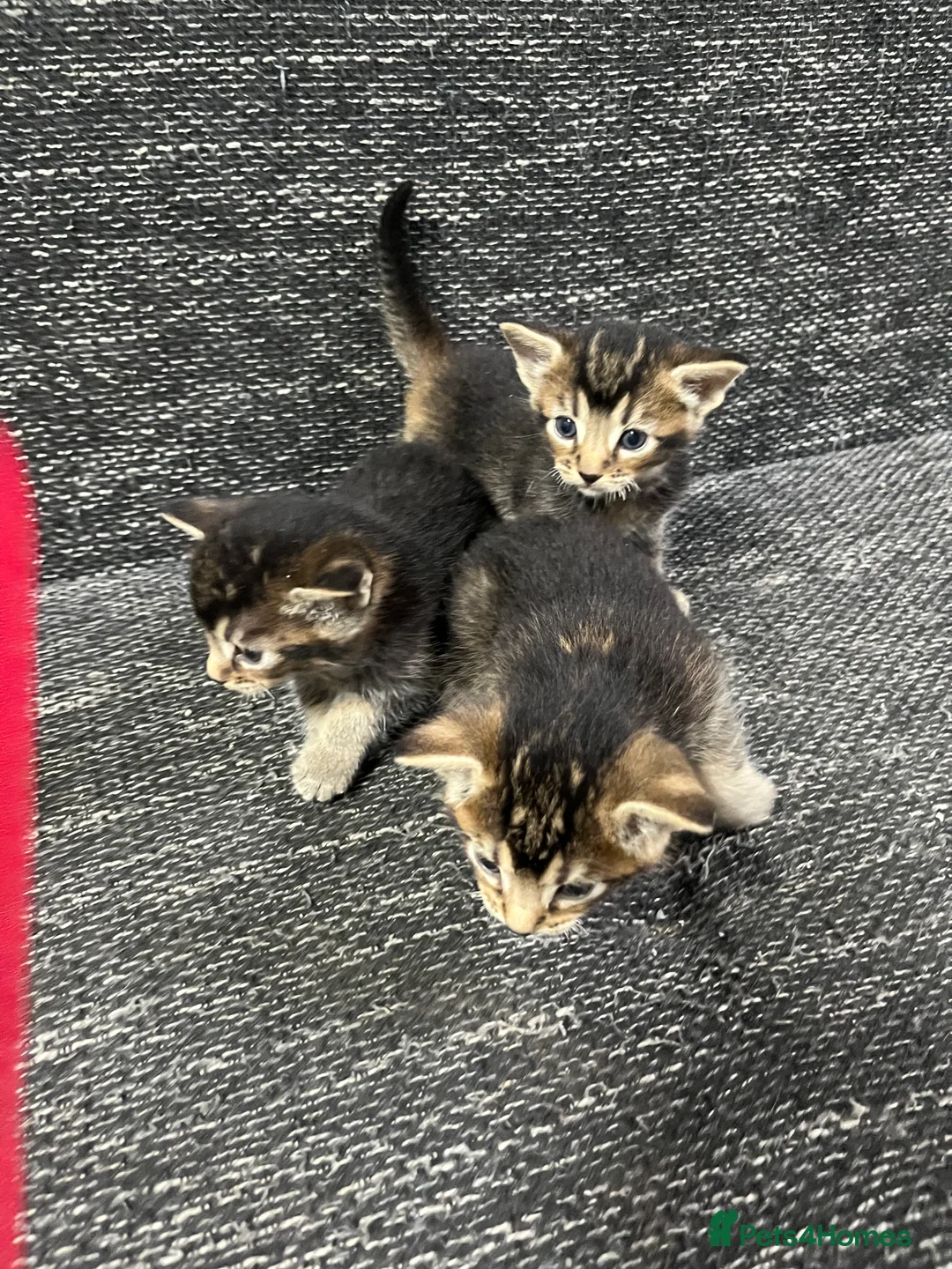 Mixed Breed cats for sale: 🐾 Three Little Paws Looking for Loving Homes ❤ - Advert 4
