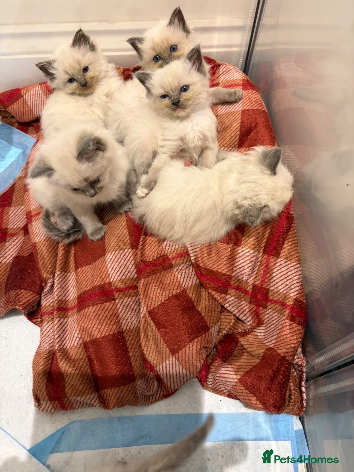 Ragdoll cats for sale: Blue ragdoll beauty’s  - Advert 2