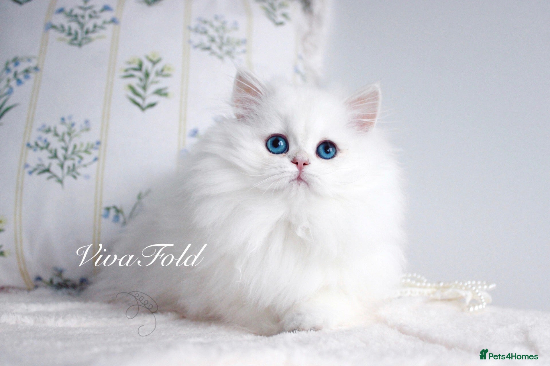 British Longhair cats Super Rare & Top Quality Kittens - Advert 1