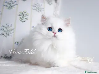 British Longhair cats Super Rare & Top Quality Kittens - Advert 1