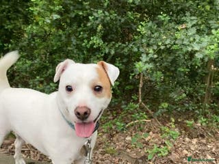 Jack Russell dogs Little Layne - Advert 11