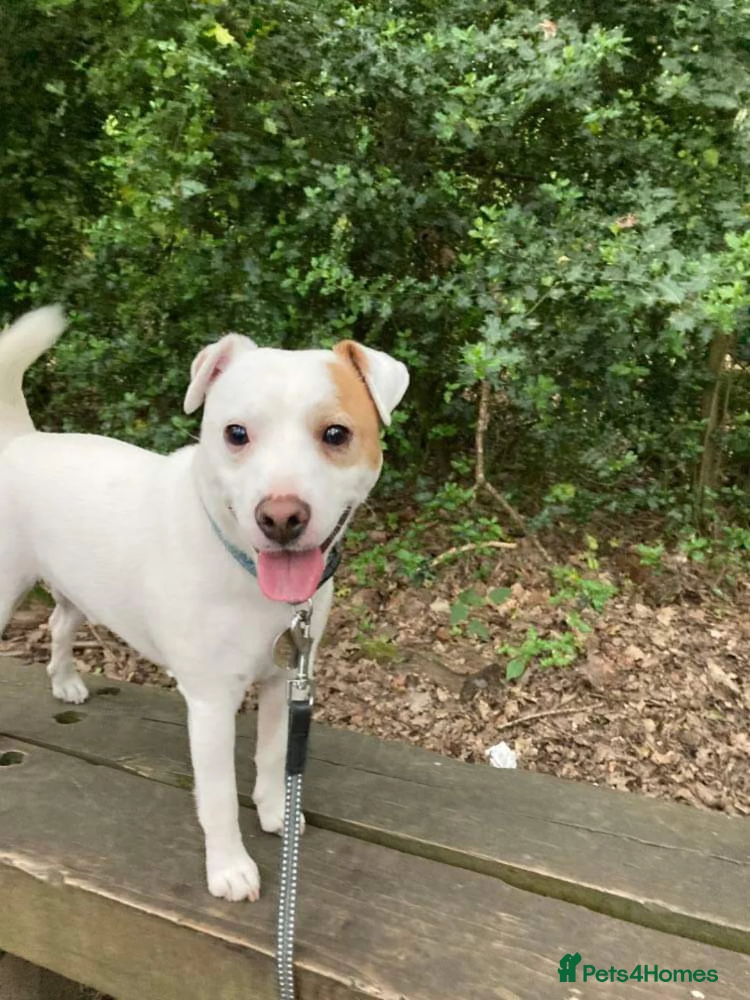 Jack Russell dogs for stud: Little Layne - Advert 1