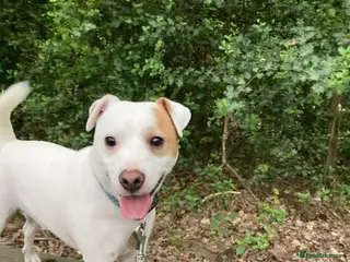 Jack Russell dogs Little Layne - Advert 4