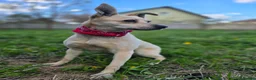Mixed Breed dogs for adoption: ❤️🐶 STELLA – SMALL BODY, HUGE HEART, ENDLESS LOVE in Burton-on-Trent - Advert 11