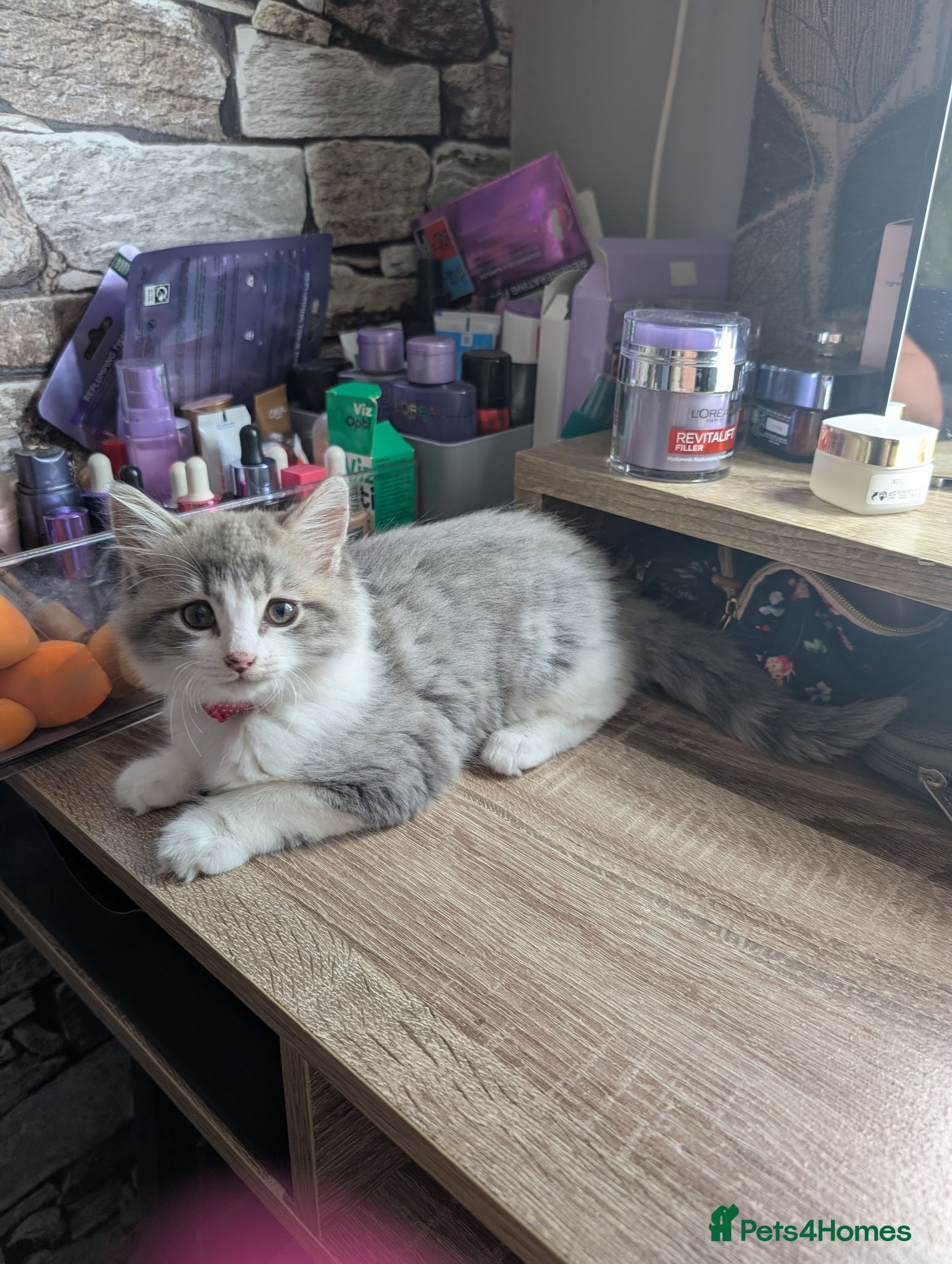 Siberian cats Siberian crossed kittens/ just Girl left  - Advert 2