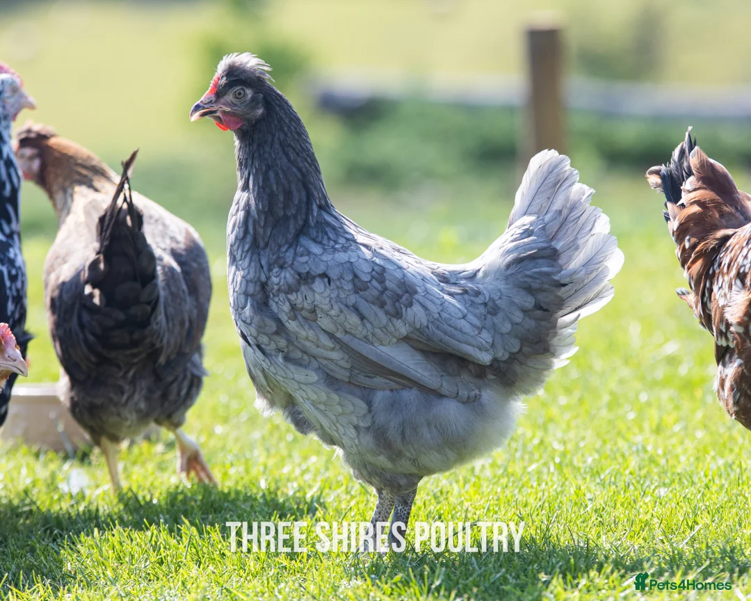 Chickens poultry for sale: Point of Lay coloured egg layers - Advert 2