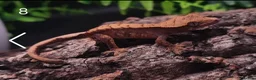 Gecko reptiles for sale: Juvenile Crested Geckos with full Lineage - Advert 25