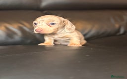 Miniature Dachshund dogs for sale: Beautiful mini dachshund  - Image 5