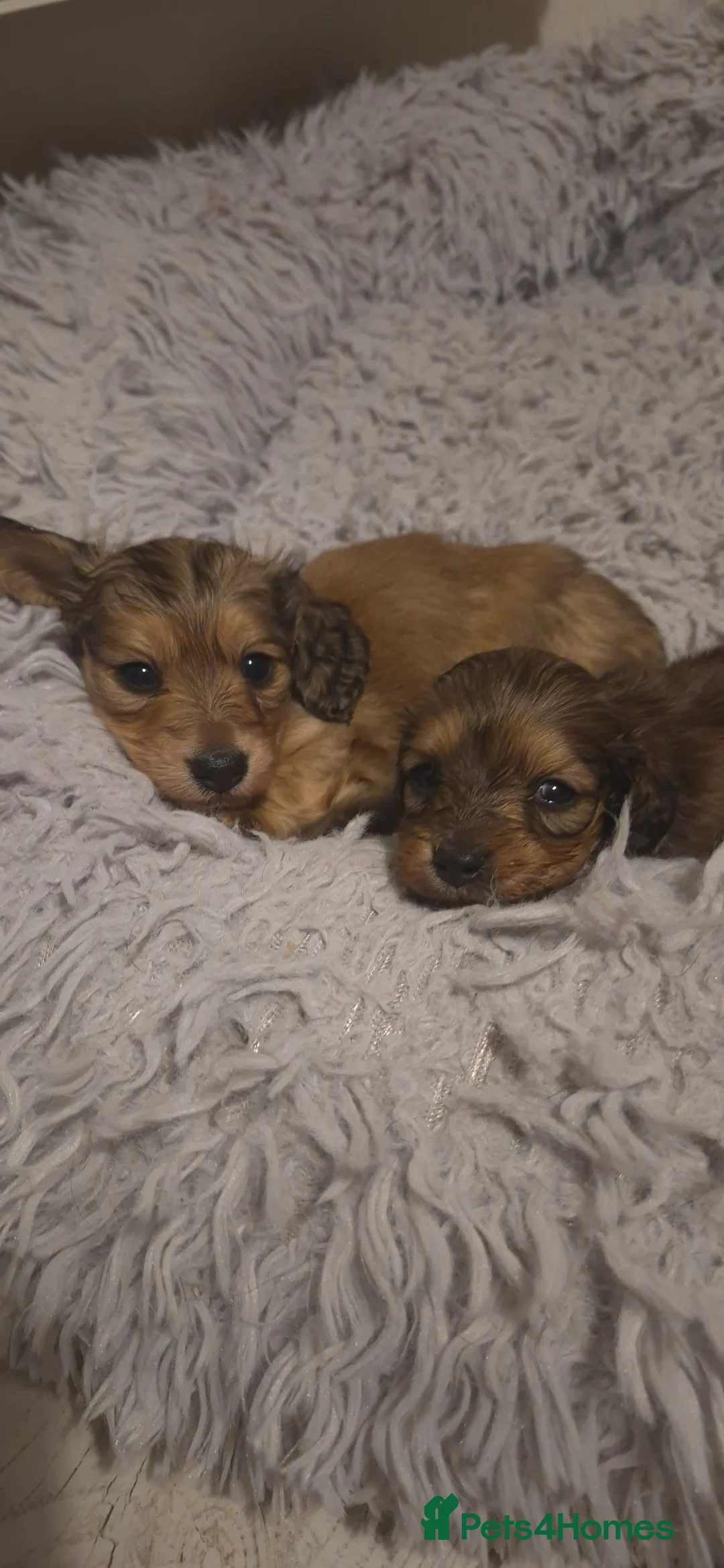 Dachshund dogs for sale: Miniature dachshund shaded cream girls - Advert 1