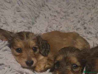 Dachshund dogs Miniature dachshund shaded cream girls - Advert 4