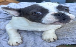 French Bulldog dogs for sale: Two male French bulldogs for sale - Image 3