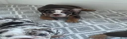 English Bulldog dogs for stud: Finest English Bulldog Stud – Proven Gem - Advert 14