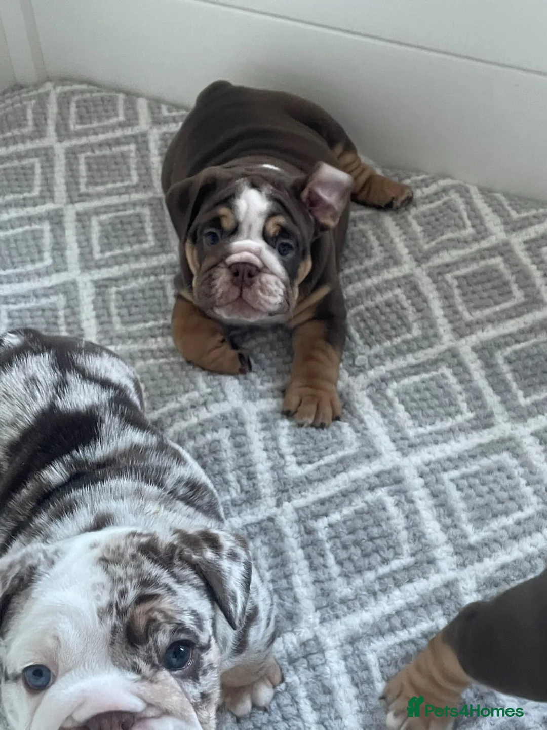 English Bulldog dogs for stud: Finest English Bulldog Stud – Proven Gem - Advert 14