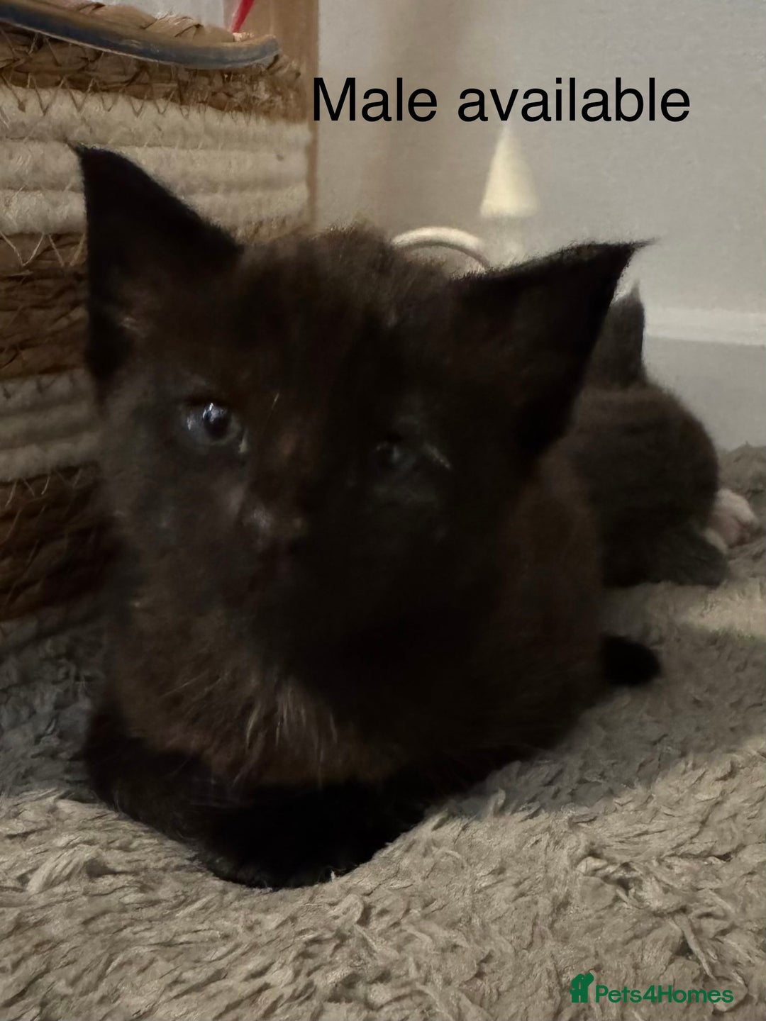 Maine Coon cats for sale: Maine coon cross kittens - Advert 2