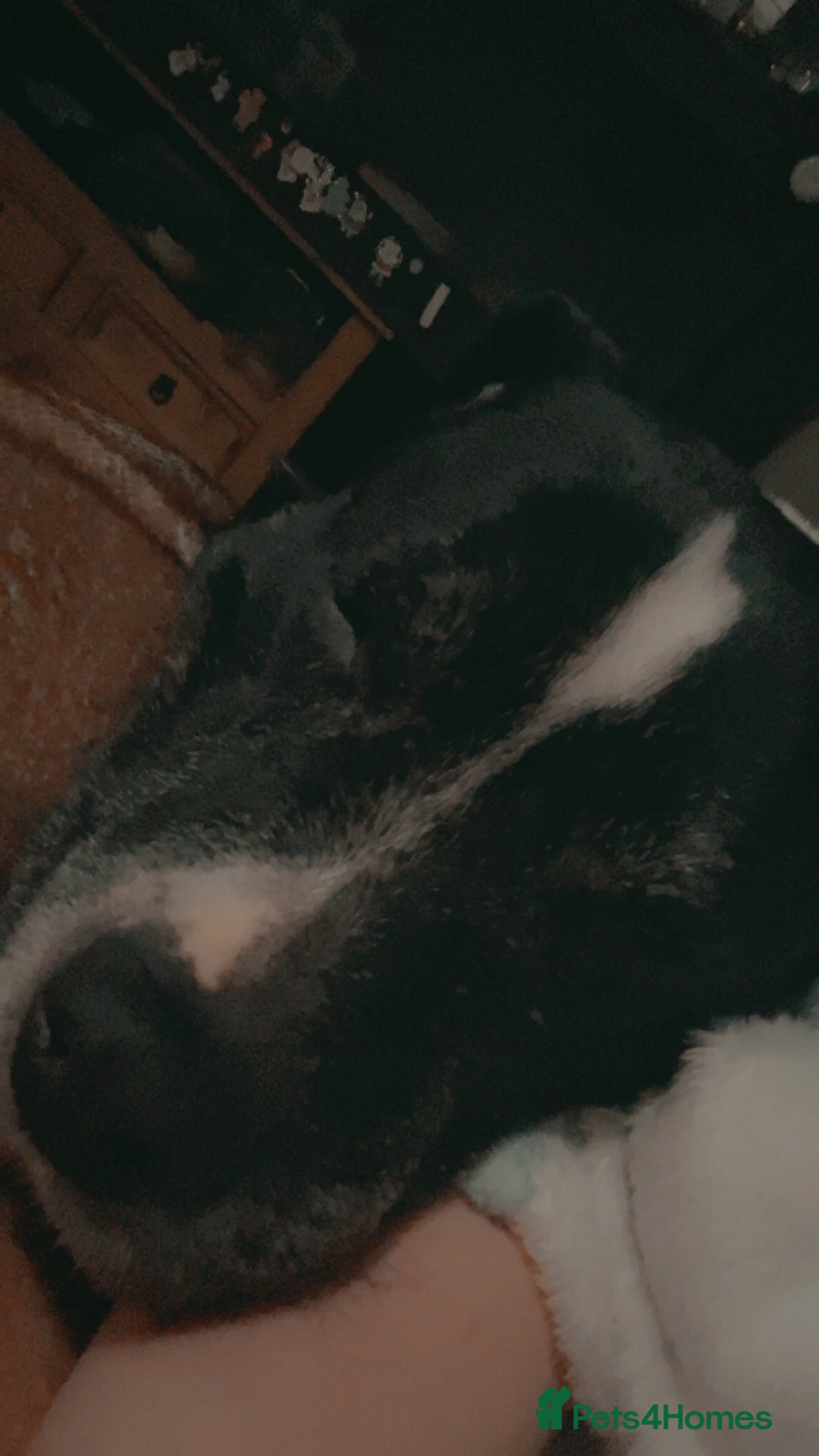 Staffordshire Bull Terrier dogs for sale: Needs new home  - Image 3