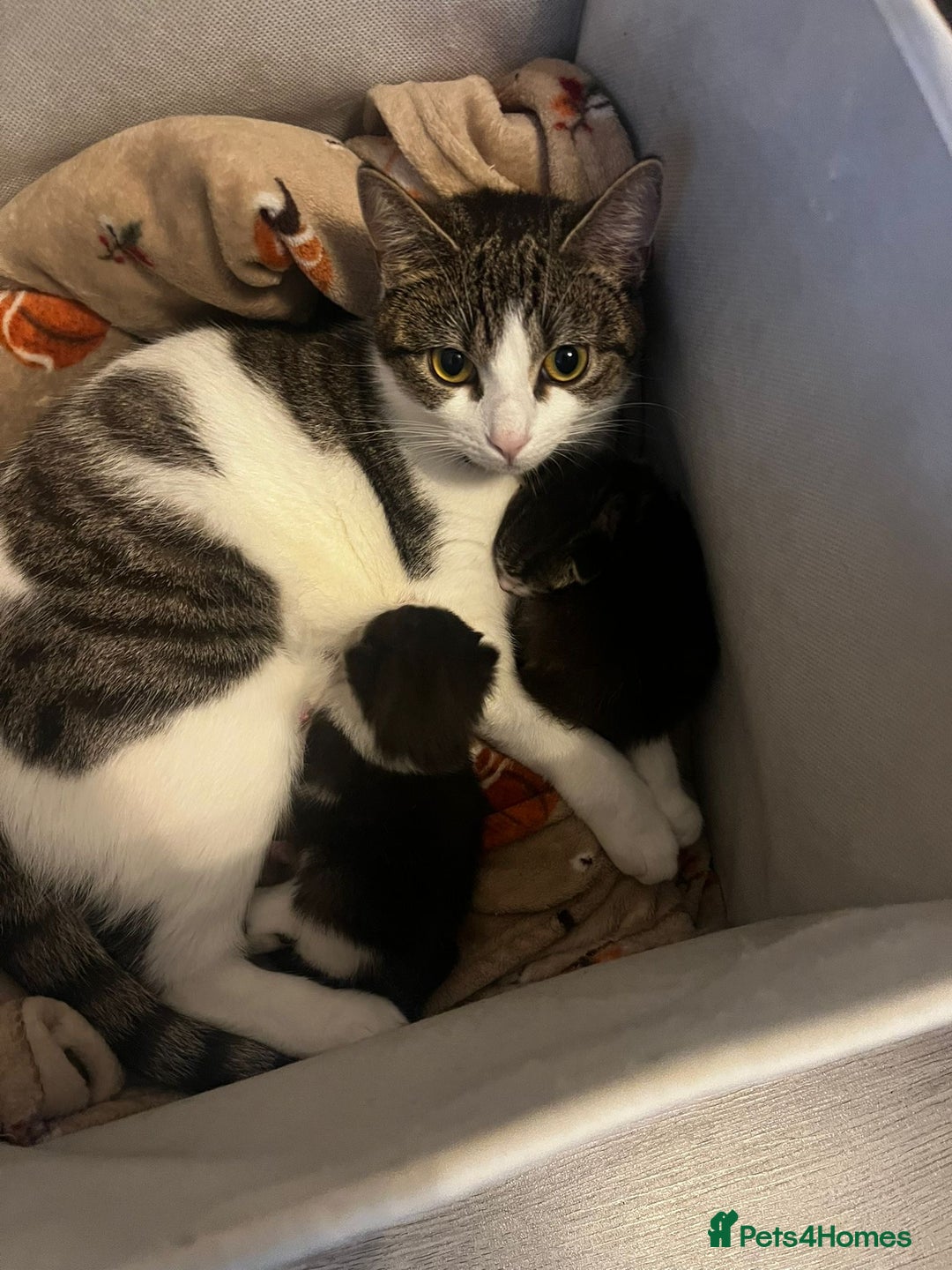 Mixed Breed cats for sale: 2 adorable little cat puppies - Advert 1