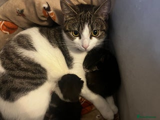 Mixed Breed cats 2 adorable little cat puppies - Advert 1