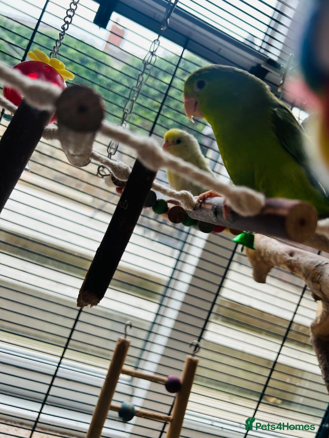 Parrots birds for sale: 2 lovely hen parrotlets  - Advert 2