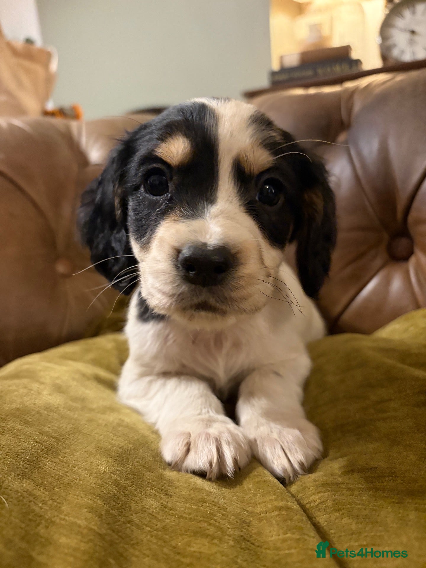 Cocker Spaniel dogs Beautiful cocker spaniel puppies  - Advert 15
