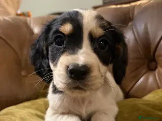 Cocker Spaniel dogs Beautiful cocker spaniel puppies - Advert 1