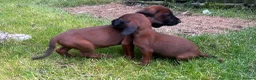 Bavarian Mountain Hound dogs for sale: Bavarian mountain hound pups in Londonderry - Advert 10
