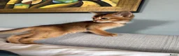Abyssinian cats for sale: TICA reg one gorgeous Ruddy Aby boy left! - Advert 17