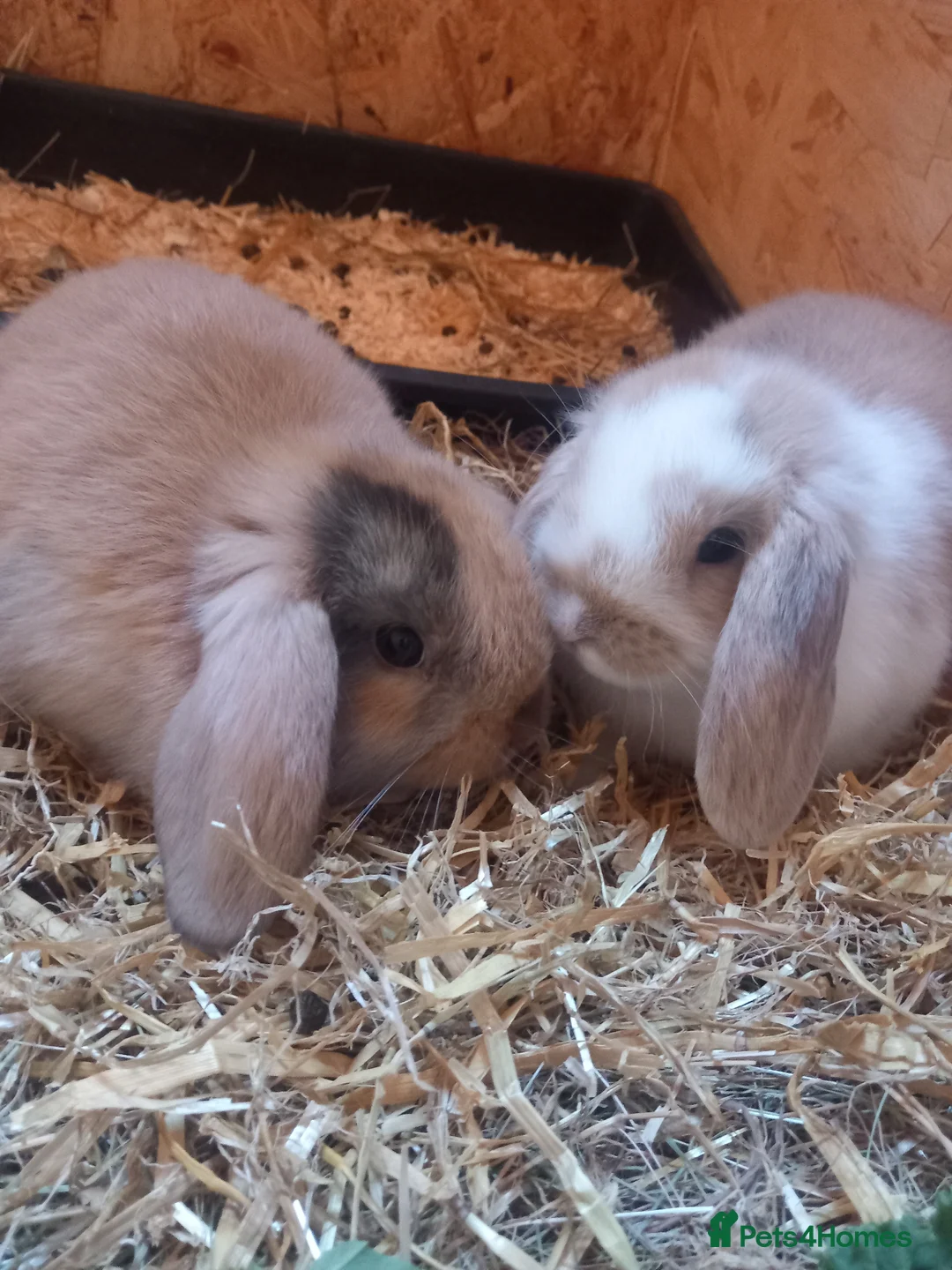 Mini Lop rabbits for sale: Mini Lop Bunnies in Braintree - Advert 12