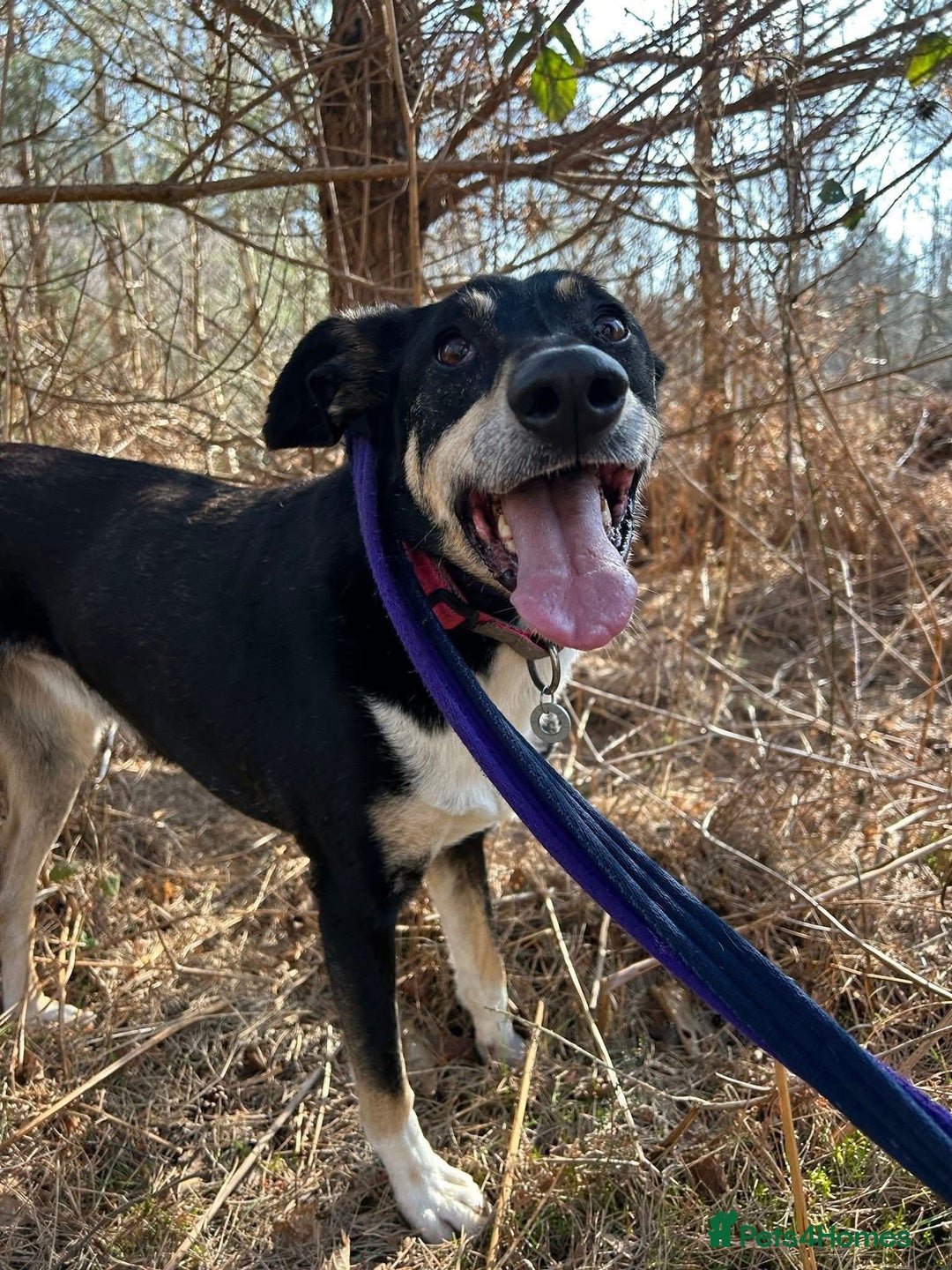 Mixed Breed dogs for adoption: Lottie - Norwich Norfolk  in Norwich - Advert 18