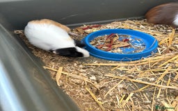 Guinea Pig rodents for sale: Male and female guinea pigs for sale  - Image 6